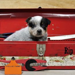"Rip" Australian Cattle Dog Puppies from LoveAHeeler