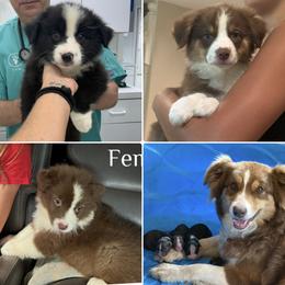 Australian Shepherd puppies from Greight Aussies