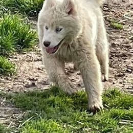 Siberian Huskies from Gale Bly Osborne's Amazing Grace Kennel