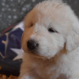 Liberty - Great Pyrenees puppy in Arroyo Grande, California from Wild Bunch Ranch - Home of Le Patou Great Pyrenees