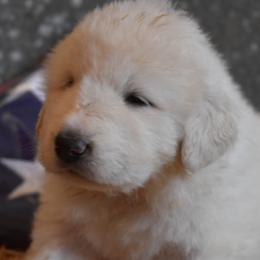 Liberty - Great Pyrenees puppy in Arroyo Grande, California from Wild Bunch Ranch - Home of Le Patou Great Pyrenees