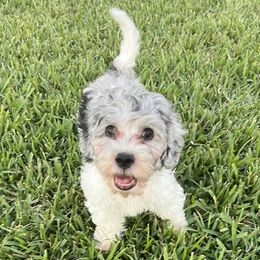 Bluebell - Merle Goldendoodle puppy in Saint Cloud, Florida from The Dood Effect