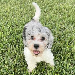 Bluebell - Merle Goldendoodle puppy in Saint Cloud, Florida from The Dood Effect