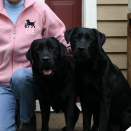 Labrador Retrievers from Yarborough Labrador Retrievers