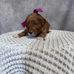 Girl 1 Pick- Med. Goldendoodle - Red  female Goldendoodle puppy in Piedmont, South Carolina from The Farm at Saluda Ridge