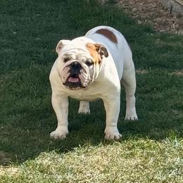 Duke - Bulldog