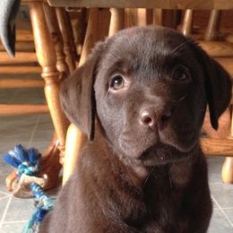 French Bulldogs and Labrador Retrievers from MochaLabs