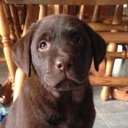 French Bulldogs and Labrador Retrievers from MochaLabs