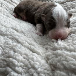 Demeter - Red tri-color female Australian Shepherd puppy in Jacksonville, Florida from Solace Australian Shepherds