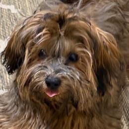 Wookie - Havanese