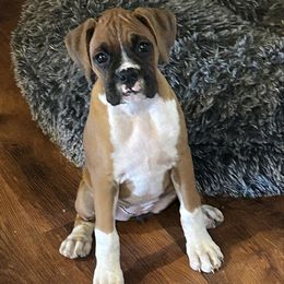 Jada - Fawn female Boxer puppy in Bonesteel, South Dakota from KP Boxers