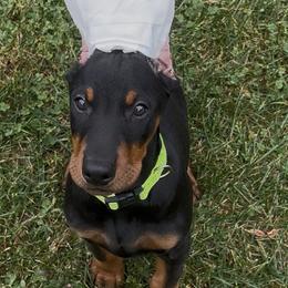 Boy 4 - Black and rust male Doberman Pinscher puppy in Centralia, Missouri from TopSpots Farm