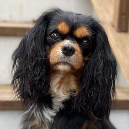 KoKo - Cavalier King Charles Spaniel
