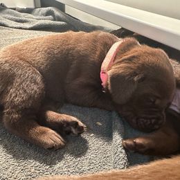 Light Pink Girl - Chocolate female Labrador Retriever puppy in Rock Hill, South Carolina from North Star Retrievers