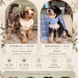 Bernedoodle puppies from Sandy Snout Doodles