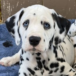 Dalmatians from Seafarer Dalmatians