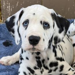 Dalmatians from Seafarer Dalmatians