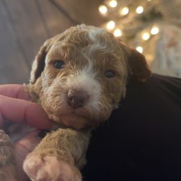 Navy blue collar - Parti male Goldendoodle puppy in Trenton, Tennessee from Pickard’s country Golden doodles
