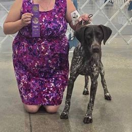 German Shorthaired Pointer puppies from Apple River Working Dogs
