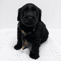 Otis - Black male Australian Labradoodle puppy in Avon, Indiana from Forever Friends Labradoodles