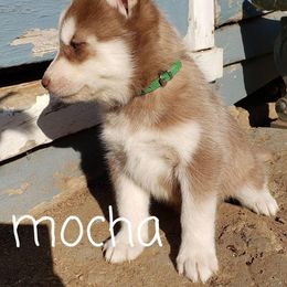 Siberian Husky Puppies from Little Handsome Siberians