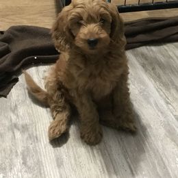 Goldendoodle and Poodle Puppies from Mustanghills Doodles and Poodles