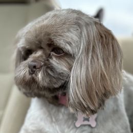 Wrigley - Shih Tzu