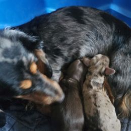 Dachshund Puppies from Smiling Dog Dachshunds