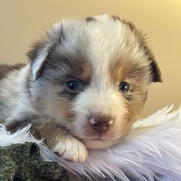 Miniature American Shepherds from Anchored Roots Miniature American Shepherds