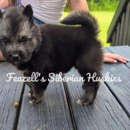 Vader - Agouti and white male Siberian Husky puppy in Richland, Mississippi from Feazell’s Siberian Huskies