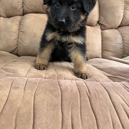 Green Collar - Black and red female German Shepherd puppy in Killen, Alabama from Southern Lakes German Shepherds