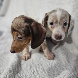 Dachshund and Pomeranian Puppies from Dachs and Poms