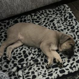 Maya - Fawn female Cane Corso puppy in Richmond, Kentucky from AK&J Kentucky Corsos