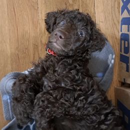 Poodles from To the Nines Poodles