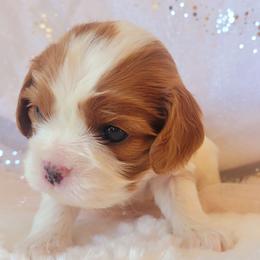 Girl 1 - Blenheim female Cavalier King Charles Spaniel puppy in Castorland, New York from Faithful Friends Cavaliers