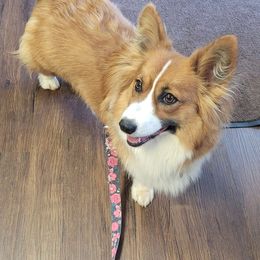 Pearl - Pembroke Welsh Corgi
