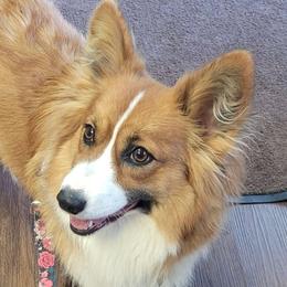Pearl - Pembroke Welsh Corgi
