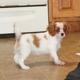 Dasher - Blenheim male Cavalier King Charles Spaniel puppy in Pleasant City, Ohio from cywood's ohio cavaliers