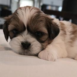 Moose - Gold and white male Shih Tzu puppy in Providence, Rhode Island from All4Paws