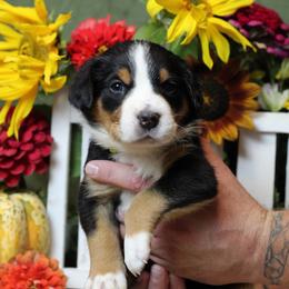 Tiana : Lime green Girl - Black, white and red female Greater Swiss Mountain Dog puppy in Rexburg, Idaho from Silver String Swissies