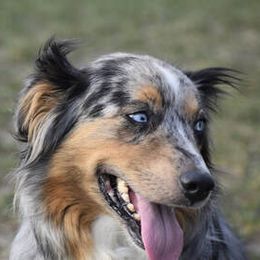 Blu - Australian Shepherd