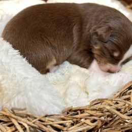 Ginger - Red tri-color female Australian Shepherd puppy in Beaverdam, Virginia from Cimmarun Farm Aussies