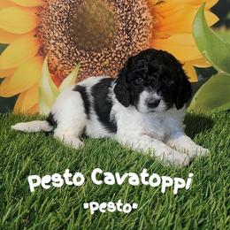 Pesto - Black and white male Sheepadoodle puppy in Berwick, Pennsylvania from Wright’s Wiggle Butts