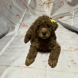 Poodle Puppies from Firebird Toy Poodles