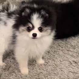 Pomeranian Puppies from Janet Clifton