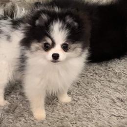 Pomeranian Puppies from Janet Clifton