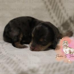 Raven - Dapple female Dachshund puppy in Timpson, Texas from Double S Kennel