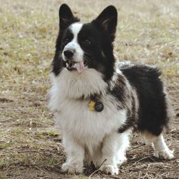 Paddy - Pembroke Welsh Corgi