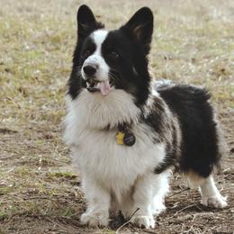 Paddy - Pembroke Welsh Corgi