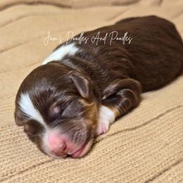 Friar Tuck - Red tri-color male Aussiedoodle puppy in Cleveland, Georgia from Jam's Doodles And Poodles